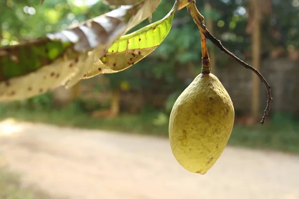 Owoce Mango Mangifera Foetida Lour Tajlandii — Zdjęcie stockowe