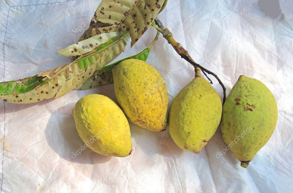mango fruits Mangifera foetida Lour on table