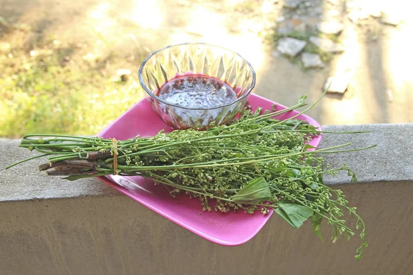 Árbol Neem Siamés Verduras Hierbas Para Salud Thaiiland —  Fotos de Stock