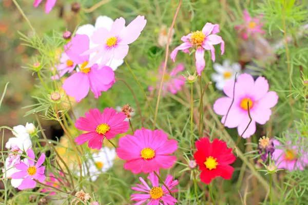 Une Fleur Cosmos Sur Fond Vert — Photo