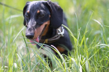 Mutlu Dachshund çimenlerde yürüyor