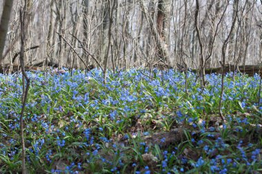 Ormanda kar damlalarıyla
