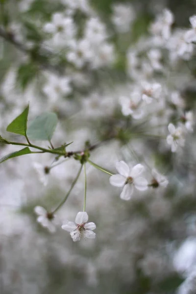 Blommor Ett Fruktträd — Stockfoto