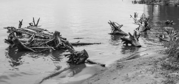 Boomstronken Het Water Aan Kust Aan Oever Van Rivier — Stockfoto