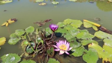 Hoi Eski bir kasaba, UNESCO dünya mirası, Quang Nam vilayeti. Vietnam. Antik tapınağın giriş kapıları. Şehrin pek çok insanın geldiği çok karakteristik bir yer.