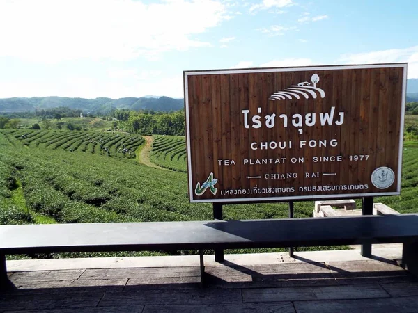 Chiang Rai Thailand June 2017 Poster Choui Fong Tea Plantation — Stock Photo, Image