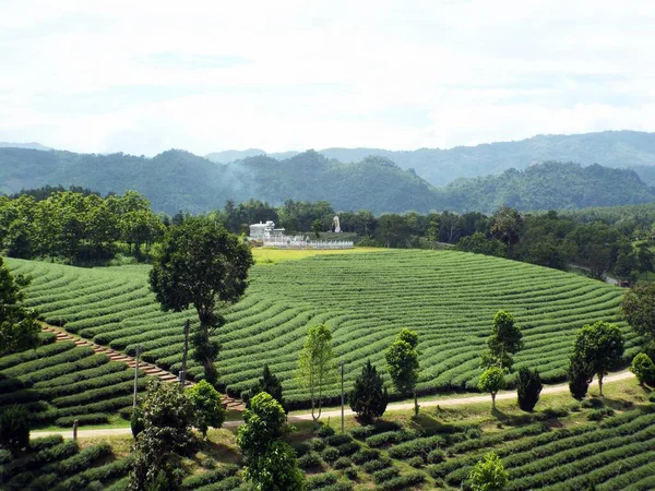 Chiang Rai Thailand Juni 2017 Ein Haus Fuße Einer Teeplantage — Stockfoto