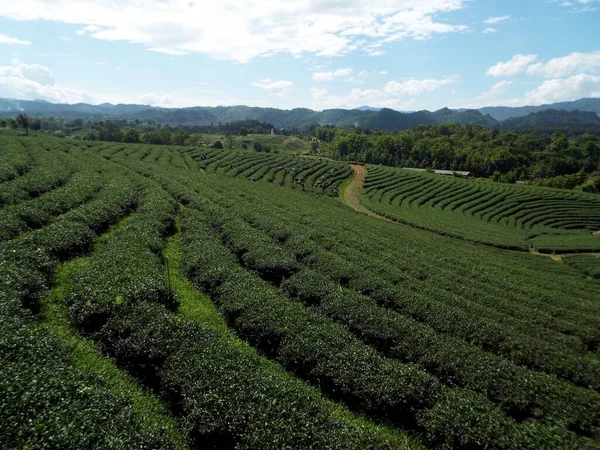 Chiang Rai Thailand Juni 2017 Teepflanzen Den Bergen Von Chiang — Stockfoto