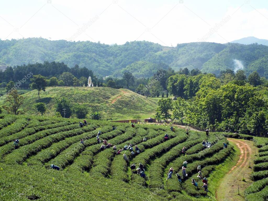 Chiang Rai. Thailand, June 17, 2017: Workers collecting tea in a plantation in the mountains of Chiang Rai, Thailand