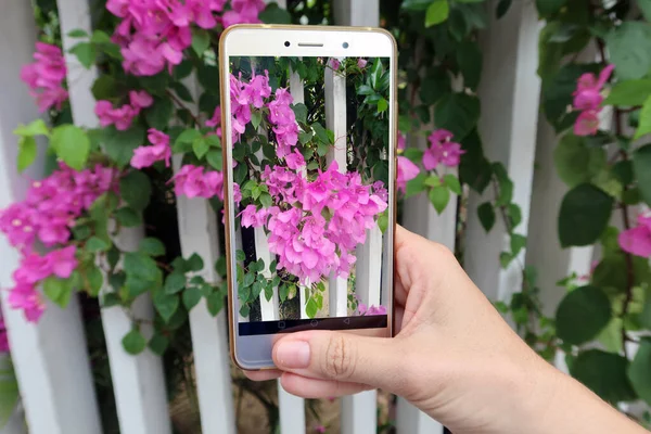 Akıllı telefon kamerası tek elle tutulan mor çiçekli bir bitkinin fotoğraflarını çeker.