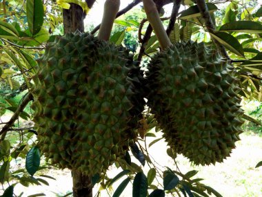 Koh Chang, Tayland 'daki ağaç dalında iki büyük durian meyvesi asılı.
