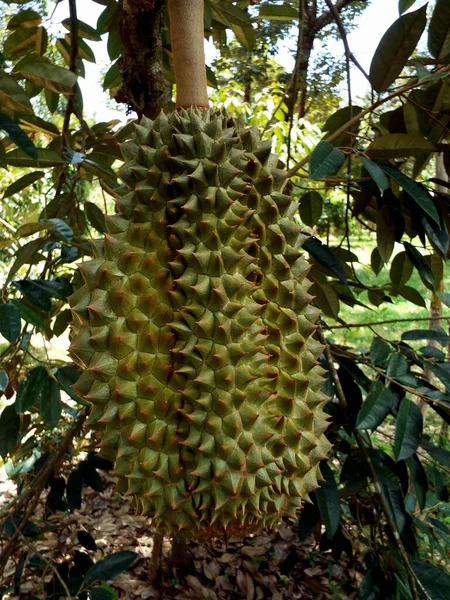 Duriaans Fruit Hangt Aan Een Boomtak Een Boerderij Koh Chang — Stockfoto