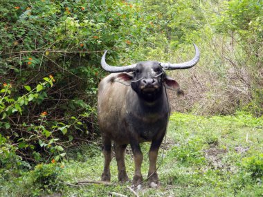 Pulau Samosir, Toba Gölü, Sumatra, Endonezya, 12 Ocak 2018: Toba Gölü yakınlarındaki bir ormanda Buffalo, Pulau Samosir. Endonezya