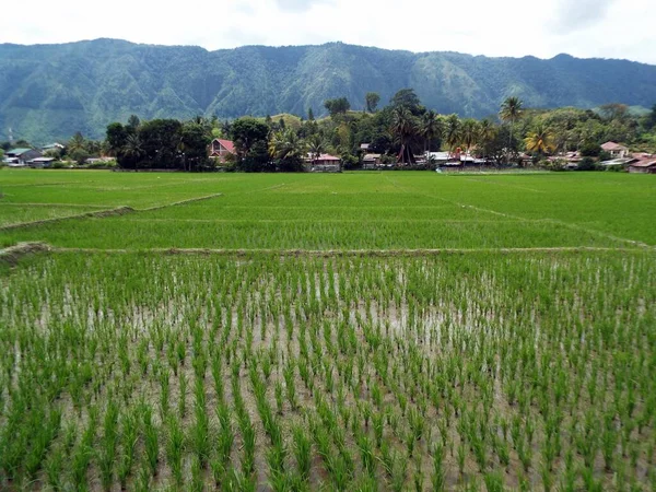 Pulau Samosir Tobameer Sumatra Indonesië Januari 2018 Rijstveld Naast Een — Stockfoto