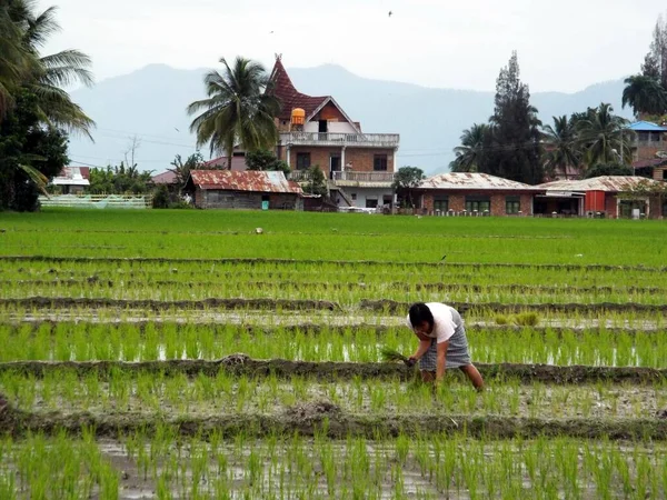 Pulau Samosir Tobameer Sumatra Indonesië Januari 2018 Een Vrouw Plant — Stockfoto