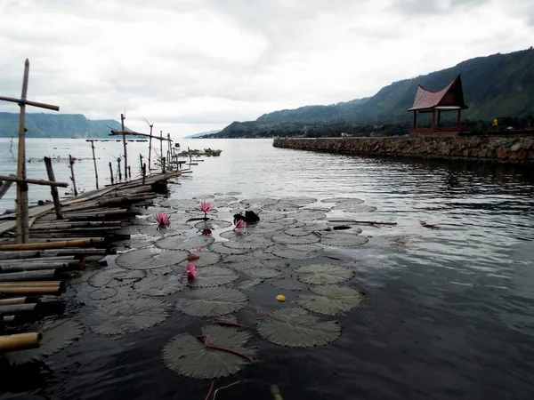 Pulau Samosir Toba Szumátra Indonézia 2018 Január Lotus Virágok Egy — Stock Fotó