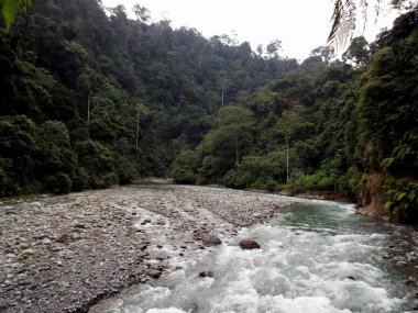 Bahorok Nehri Endonezya 'nın Kuzey Sumatra eyaletindeki Bukit Lawang yakınlarındaki ormanı geçiyor..
