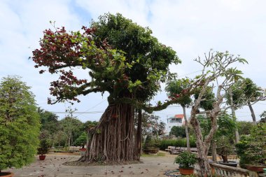Hoi An, Vietnam, 21 Şubat 2020: Chua Phuoc Lam tapınağının bahçesindeki büyük yüzüncü yıl ağacı. Hoi An, Vietnam