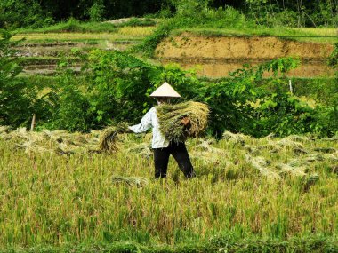 Mai Chau, Vietnam, 20 Haziran 2016: Bir kadın Mai Chau Vadisi, Vietnam 'da pirinç topluyor