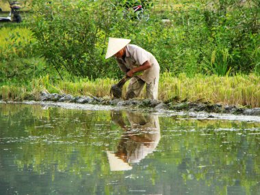 Mai Chau, Vietnam, 20 Haziran 2016: Bir adam Mai Chau Vadisi, Vietnam 'daki pirinç tarlasına pirinç ekti