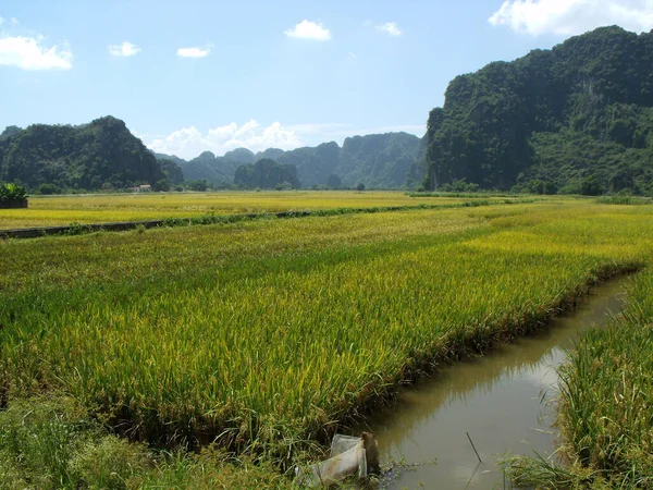 Tam Coc Vietnam June 2016 Rice Fields Mountains Tam Coc — 스톡 사진