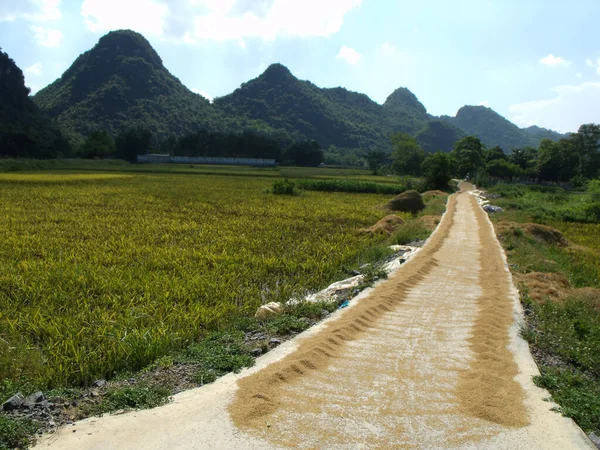 Tam Coc Vietnam June 2016 Rice Drying Sun Road Tam — Stock Photo, Image