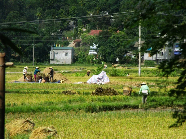 Mai Chau Vietnam Juni 2016 Eine Gruppe Von Menschen Arbeitet — Stockfoto