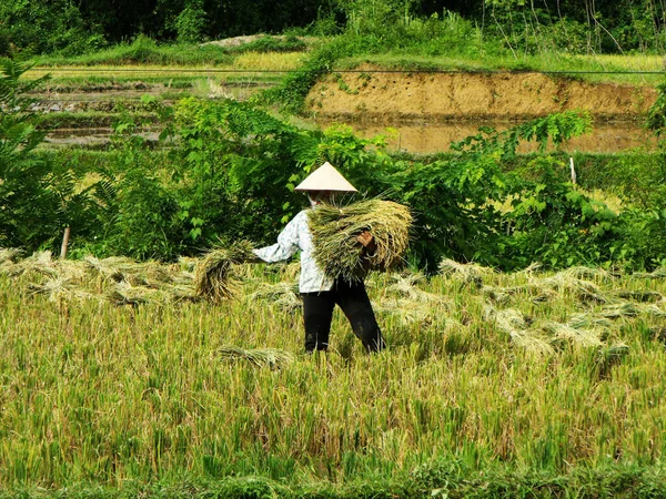 Mai Chau, Vietnam, 20 Haziran 2016: Bir kadın Mai Chau Vadisi, Vietnam 'da pirinç topluyor