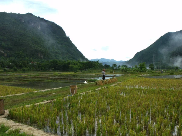Mai Chau Vietnam Haziran 2016 Mai Chau Vadisinde Pirinç Tarlasında — Stok fotoğraf