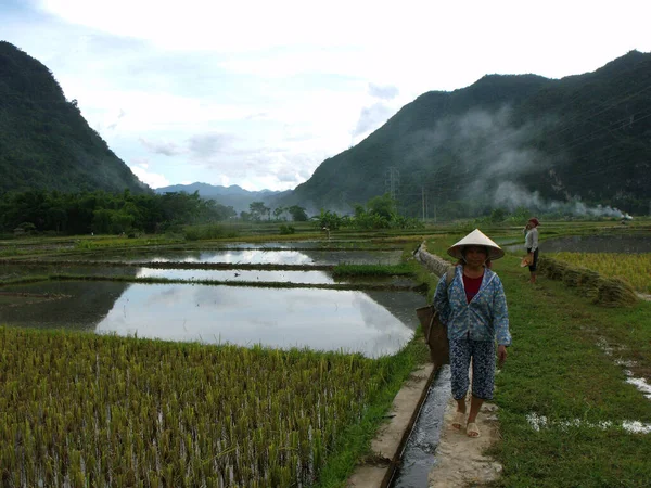 Mai Chau Vietnam Juni 2016 Zwei Frauen Gehen Zwischen Reisfeldern — Stockfoto