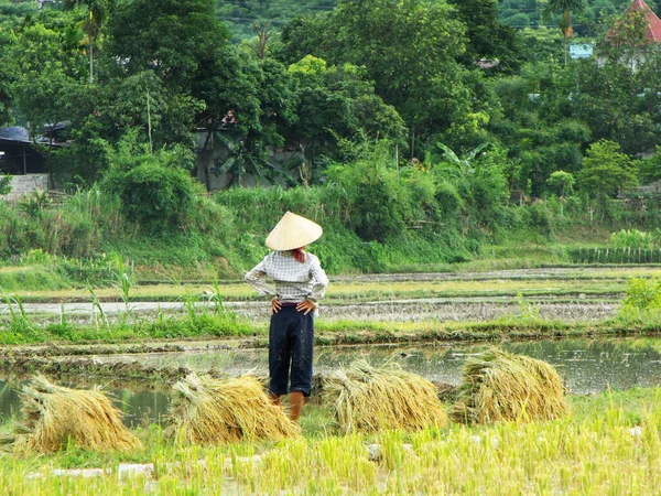 Mai Chau, Vietnam, 20 Haziran 2016: Bir kadın Mai Chau Vadisi, Vietnam 'da pirinç topluyor