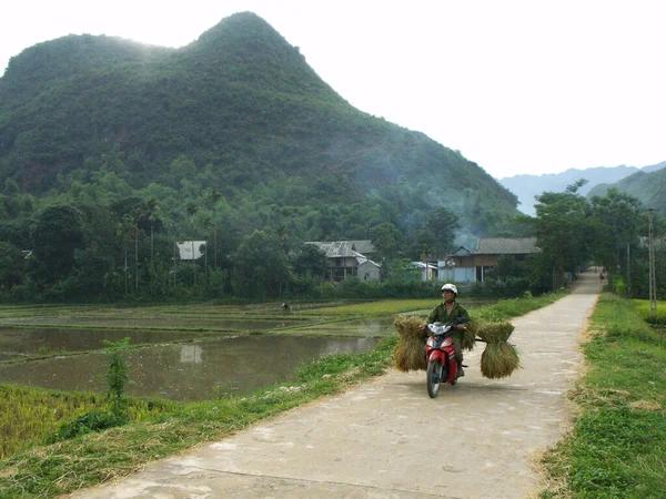 Mai Chau Vietnam June 2016 Man Drives Motorbike Loaded Rice — Stock Photo, Image