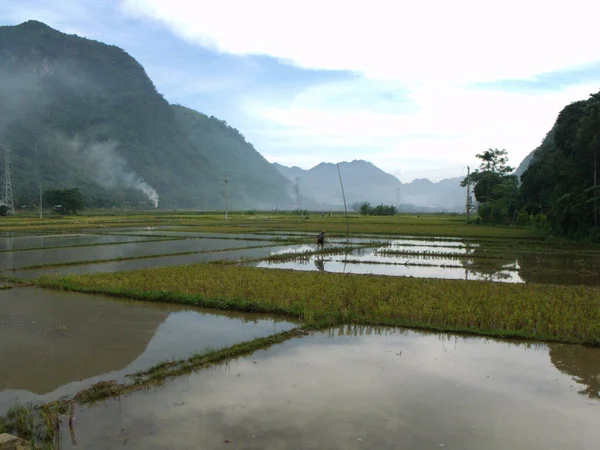 Mai Chau Vietnam June 2016 Rice Fields Mountains Mai Chau — Stock Photo, Image