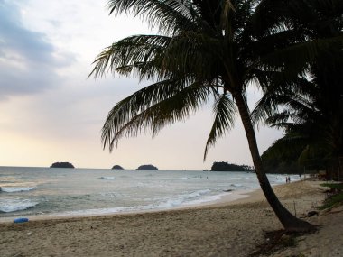 Koh Chang Adası 'nda denize bakan bir palmiye ağacı. Tayland