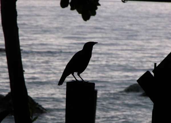 Seekor Burung Depan Laut Dengan Cahaya Latar Pantai Lonely Pulau — Stok Foto