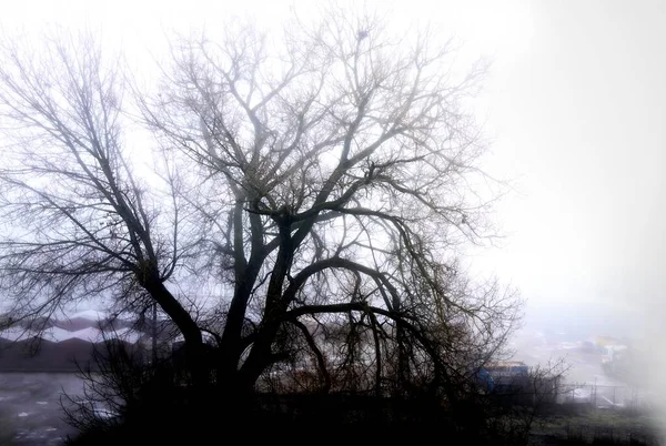 Tree Fog — Stock Photo, Image