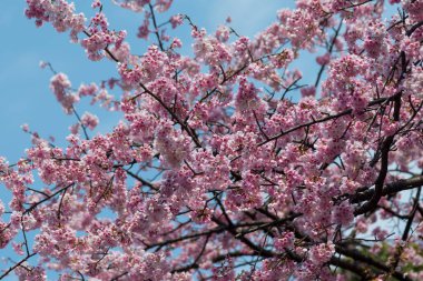 Sakura (Cherry Blossom) Tokyo Ueno Park etrafında baharda mavi gökyüzü ile çiçeklenme, Japa