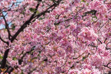 Sakura (Cherry Blossom) Tokyo Ueno Park etrafında baharda mavi gökyüzü ile çiçeklenme, Japa
