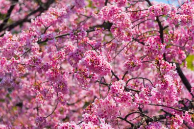 Sakura (Cherry Blossom) Tokyo Ueno Park etrafında baharda mavi gökyüzü ile çiçeklenme, Japa