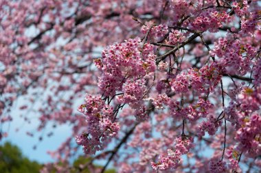 Sakura (Cherry Blossom) Tokyo Ueno Park etrafında baharda mavi gökyüzü ile çiçeklenme, Japa