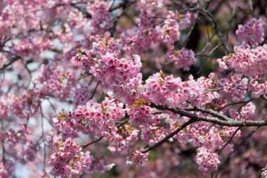 Sakura (Cherry Blossom) Tokyo Ueno Park etrafında baharda mavi gökyüzü ile çiçeklenme, Japa