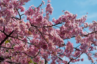 Sakura (Cherry Blossom) Tokyo Ueno Park etrafında baharda mavi gökyüzü ile çiçeklenme, Japa