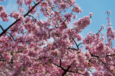 Sakura (Cherry Blossom) Tokyo Ueno Park etrafında baharda mavi gökyüzü ile çiçeklenme, Japa