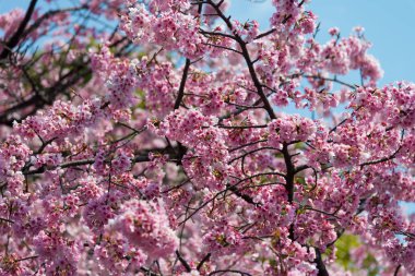 Sakura (Cherry Blossom) Tokyo Ueno Park etrafında baharda mavi gökyüzü ile çiçeklenme, Japa