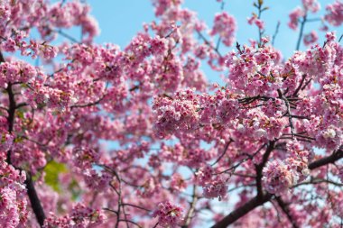 Sakura (Cherry Blossom) Tokyo Ueno Park etrafında baharda mavi gökyüzü ile çiçeklenme, Japa