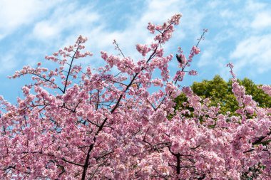 Sakura (Cherry Blossom) Tokyo, Japonya Ueno Park etrafında baharda kuş ile çiçeklenme