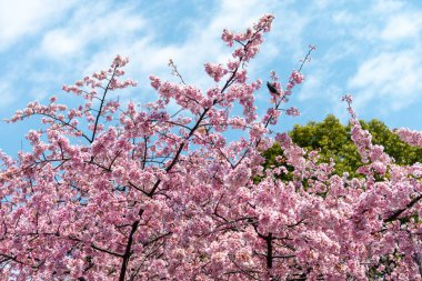 Sakura (Cherry Blossom) Tokyo, Japonya Ueno Park etrafında baharda kuş ile çiçeklenme