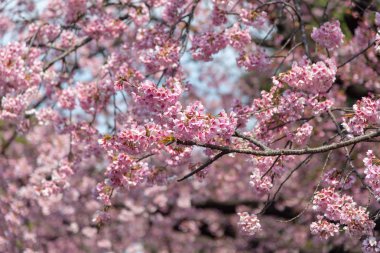 Sakura (Cherry Blossom) Tokyo Ueno Park etrafında baharda çiçeklenme, Japa