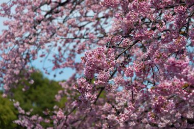 Sakura (Cherry Blossom) Tokyo Ueno Park etrafında baharda çiçeklenme, Japa
