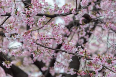 Sakura (Cherry Blossom) Tokyo Ueno Park etrafında baharda çiçeklenme, Japa